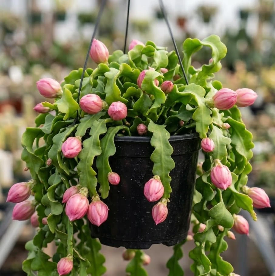 Curly Locks Epiphyllum Orchid Cactus Live Plant - 2 Inch Nursery Pot, Well Rooted Succulent - Image 1