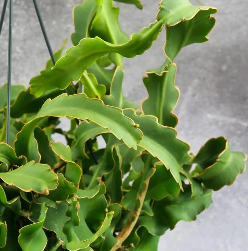Curly Locks Epiphyllum Orchid Cactus Live Plant, 4 Inch Pot, Indoor Succulent - Image 3