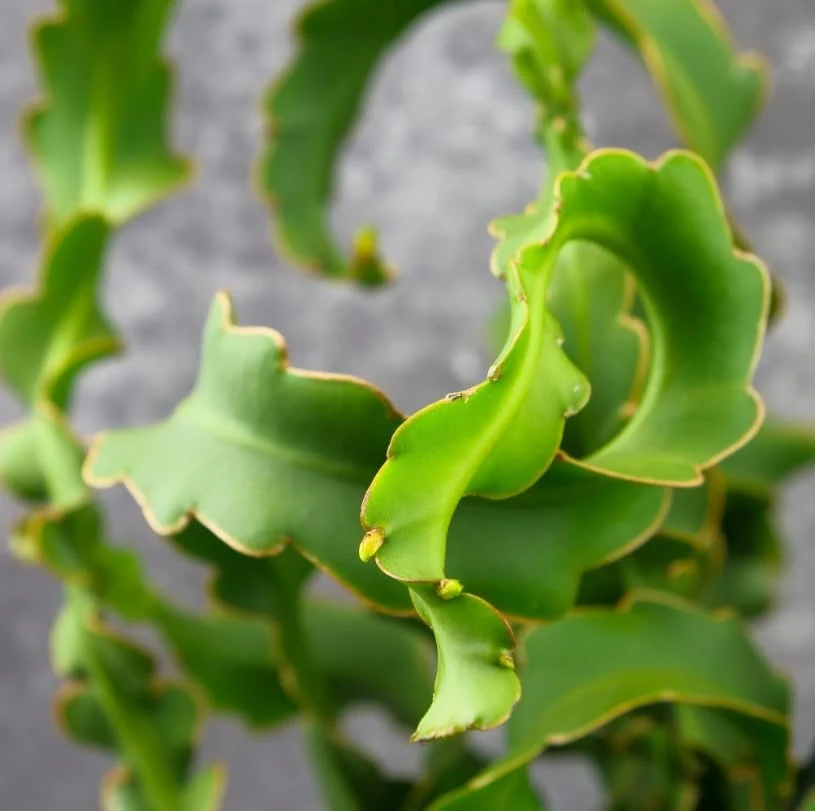 Curly Locks Epiphyllum Orchid Cactus Live Plant, 4 Inch Pot, Indoor Succulent - Image 4