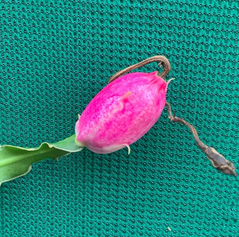 Curly Locks Epiphyllum Orchid Cactus Live Plant, 4 Inch Pot, Indoor Succulent - Image 5
