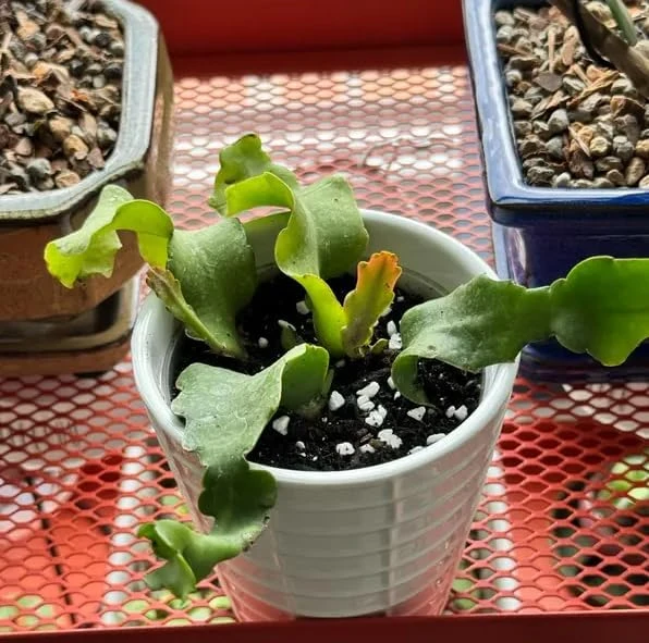 Curly Locks Epiphyllum Orchid Cactus Live Plant, 4 Inch Pot, Indoor Succulent - Image 7