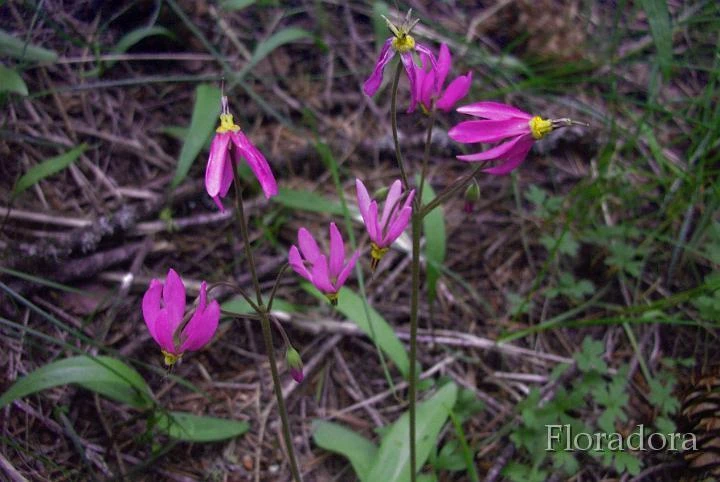 Cusick's Shootingstar Seeds - Dodecatheon cusickii Perennial Flower - 10 Seeds - Image 1