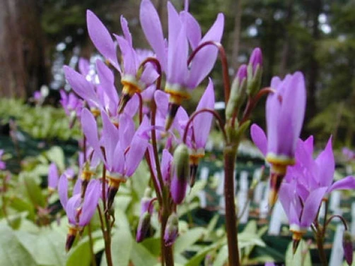 Cusick's Shootingstar Seeds - Dodecatheon cusickii Perennial Flower - 10 Seeds - Image 2