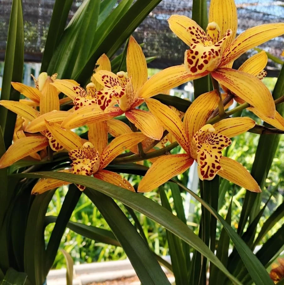 Cymbidium Orchid Live Plant – Large-Flowered – 10-12" Tall in Gallon Pot - Image 2