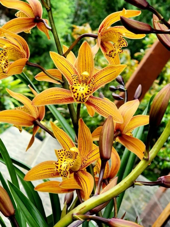 Cymbidium Orchid Live Plant – Large-Flowered – 10-12" Tall in Gallon Pot - Image 3