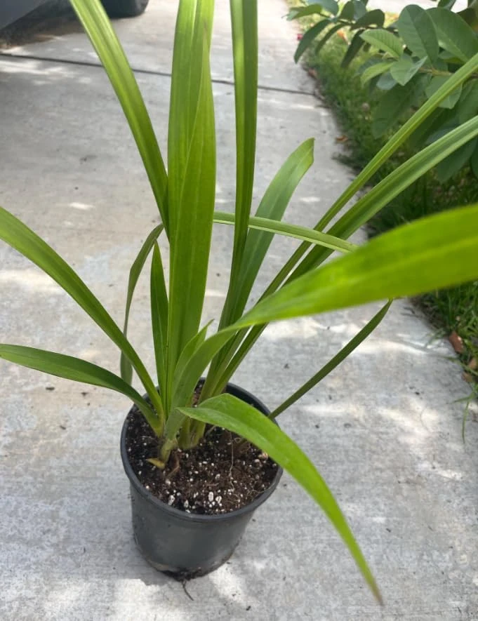 Cymbidium Orchid Live Plant – Large-Flowered – 10-12" Tall in Gallon Pot - Image 6