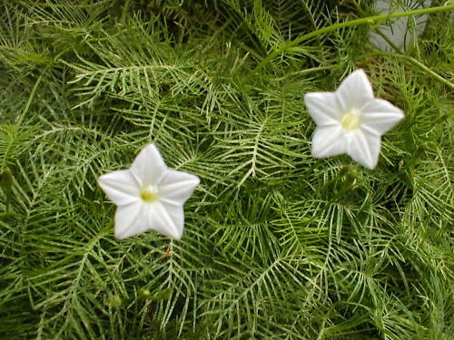 Cypress Vine White Seeds - Ipomoea quamoclit - 10 Seeds - Annual Flowering Vine - Image 1