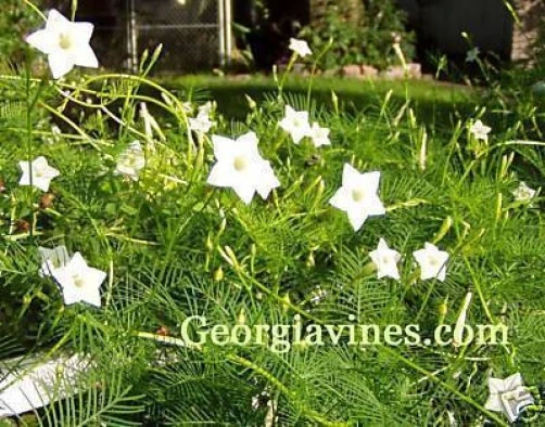 Cypress Vine White Seeds - Ipomoea quamoclit - 10 Seeds - Annual Flowering Vine - Image 2