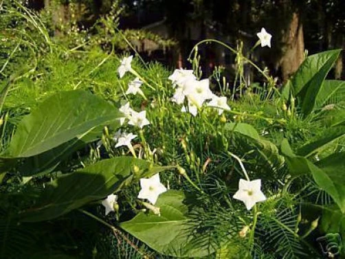 Cypress Vine White Seeds - Ipomoea quamoclit - 10 Seeds - Annual Flowering Vine - Image 3