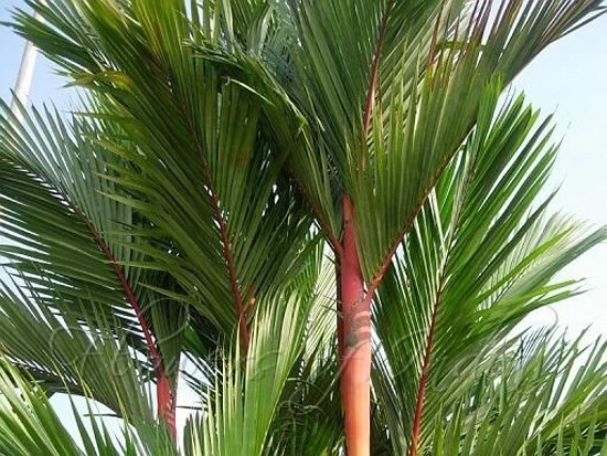 Cyrtostachys Lakka Sealing Wax Palm Seeds - 5 Seed Pack - Image 1