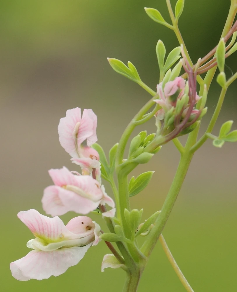 Cysticapnos Vesicarius Seeds - Rare Cape Bladder 10 Seeds - Perennial - Image 1