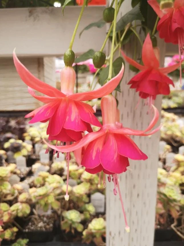 Dancing Flame Fuchsia Live Plant – Bi-Color Flowering Ornamental – 6" Pot – Shade-Loving Hanging Basket Style - Image 1
