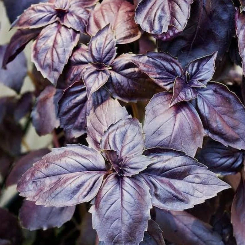 Dark Purple Basil Live Plant - 3" Pot - Aromatic Culinary Herb - Edible Annual - Image 1