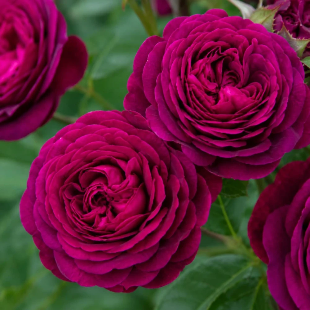 Dark Purple Rose Plant - Live Floribunda Bush, Fragrant Flowers, 4-6 Inch Tall - Image 2