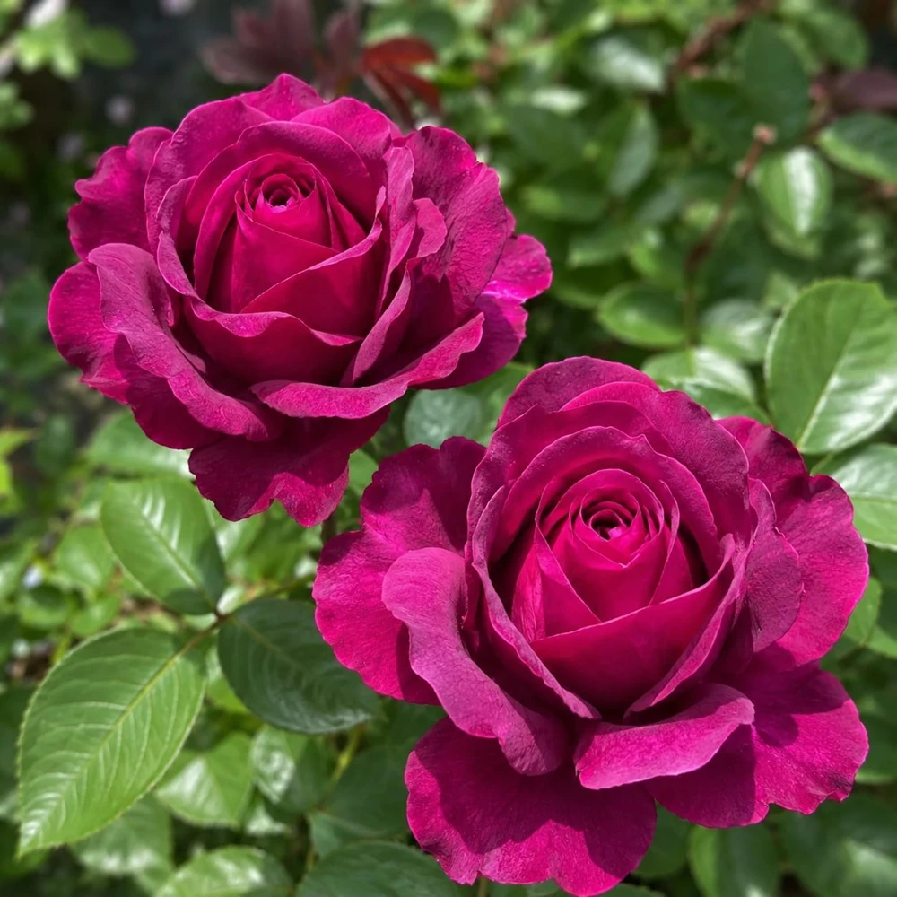 Dark Purple Rose Plant - Live Floribunda Bush, Fragrant Flowers, 4-6 Inch Tall - Image 4