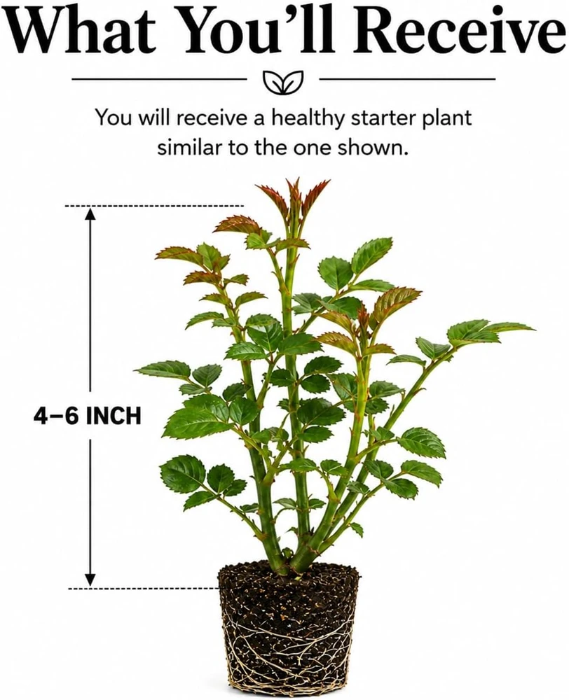 Dark Purple Rose Plant - Live Floribunda Bush, Fragrant Flowers, 4-6 Inch Tall - Image 7
