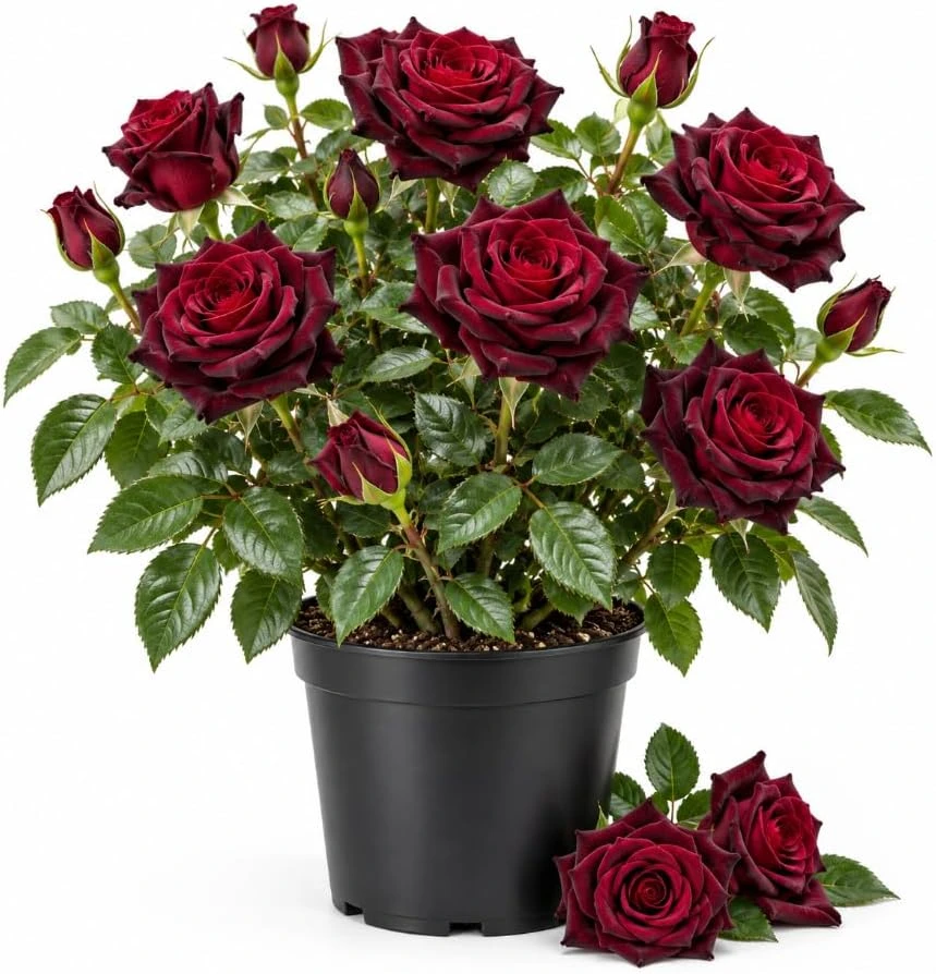 Dark Velvet Red Rose Bush Live Plant, 4-7 Inches Tall, Fragrant Outdoor Garden - Image 1