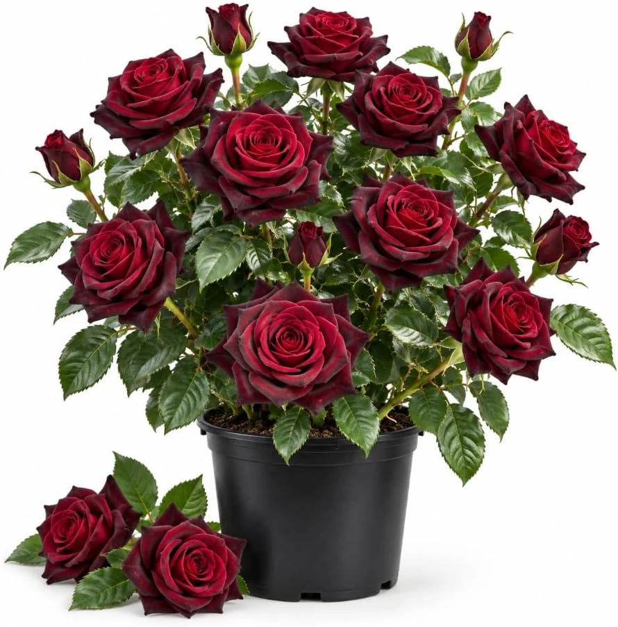Dark Velvet Red Rose Live Plant, 4-7 Inches, Fragrant Bush for Outdoor Gardens - Image 1