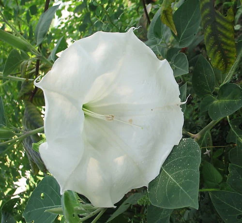 Datura Wrightii Seeds - 10 Sacred Datura Seeds, Annual Plant - Image 1