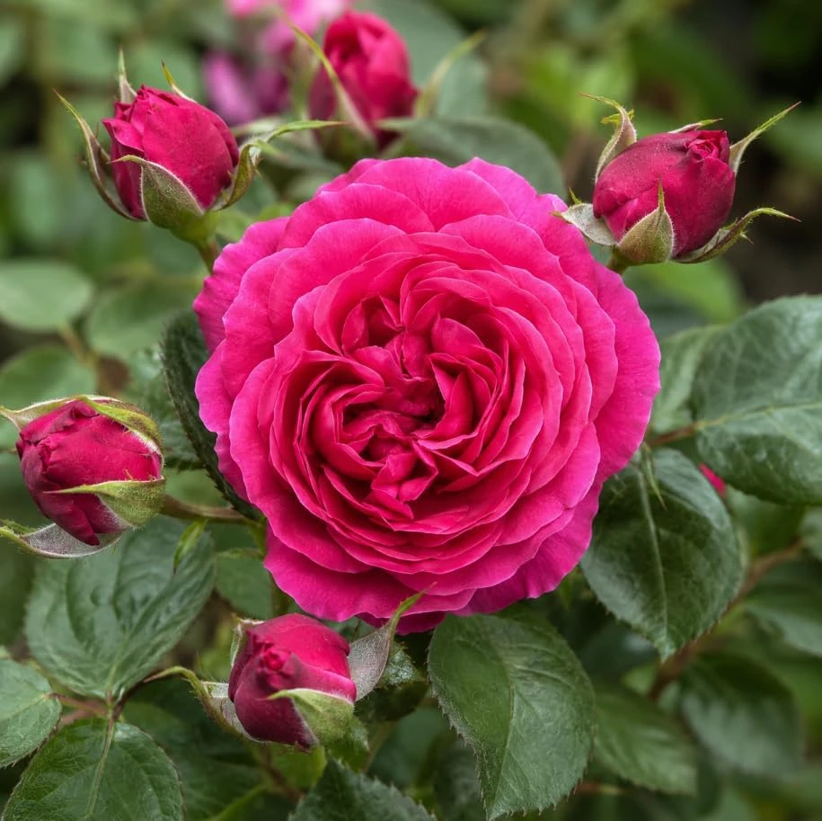 Deep Pink Climbing Rose Live Plant – Fragrant Tea Rose Bush, 4-6 Inches Tall, Outdoor - Image 2