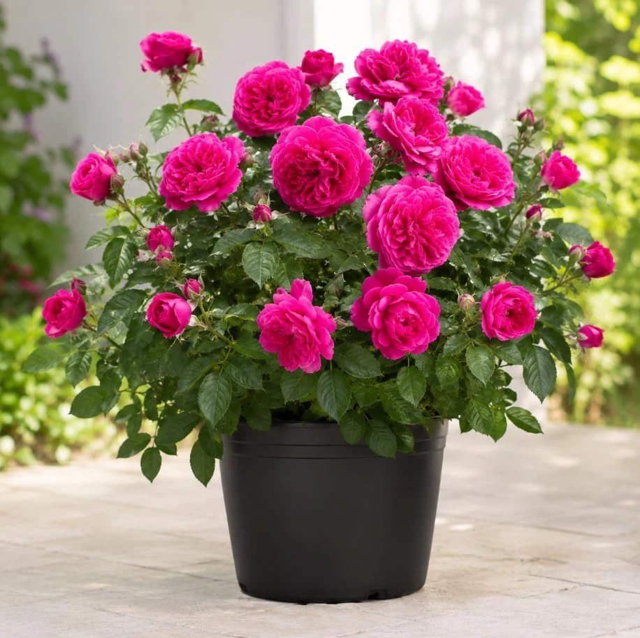 Deep Pink Climbing Rose Live Plant – Fragrant Tea Rose Bush, 4-6 Inches Tall, Outdoor - Image 7