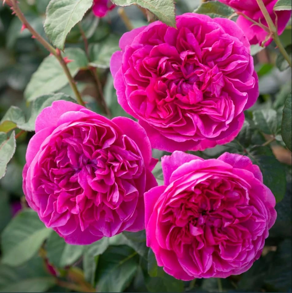 Deep Pink Rose Plant Live for Planting, Blooming Fragrant Pink Flowers, Fragrant Perennial Rosa Flowering Bush, 4-6 Inch Tall, No Pot - Image 1