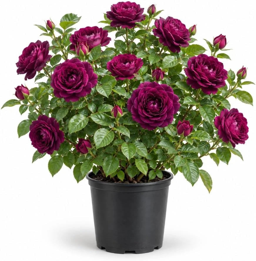 Deep Purple Floribunda Rose Bush Live Plant, 4-7 Inches, Fragrant Flowers - Image 1