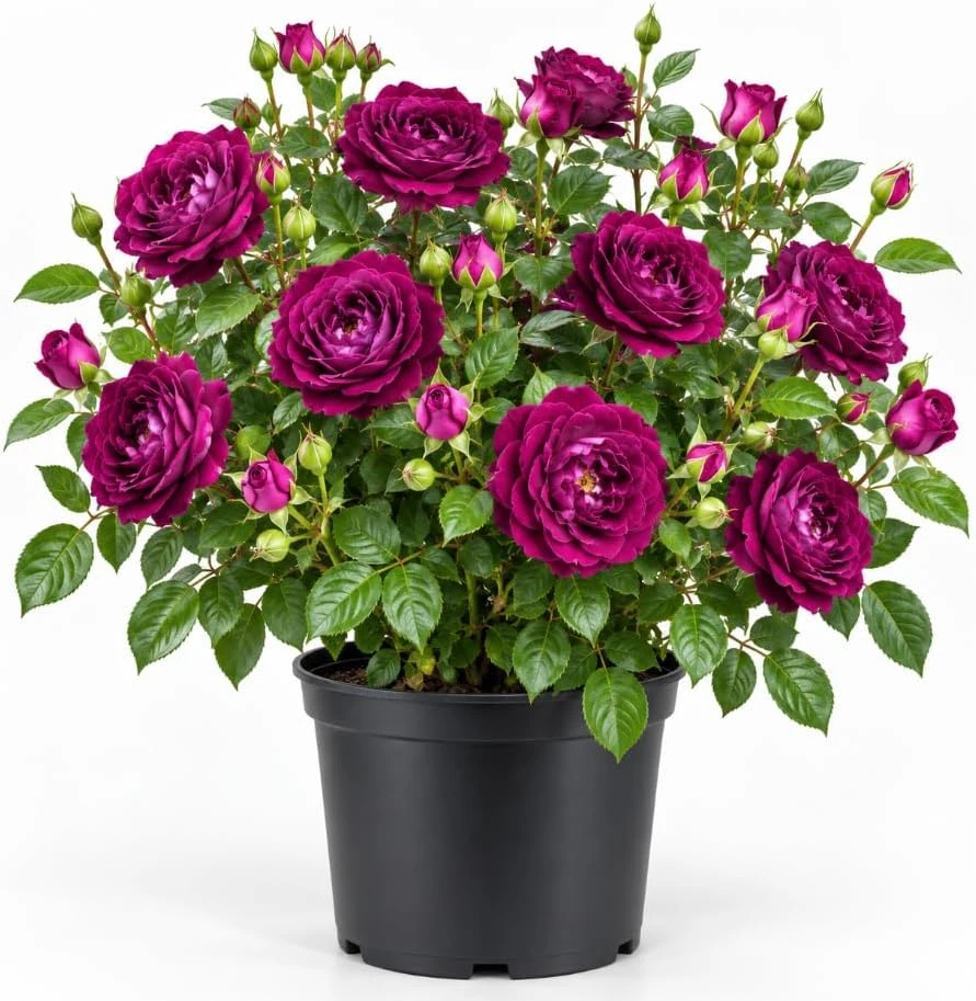 Deep Purple Rose Live Plant, 4-7 Inches, Fragrant Floribunda Rose Bush for Outdoor Gardens - Image 1