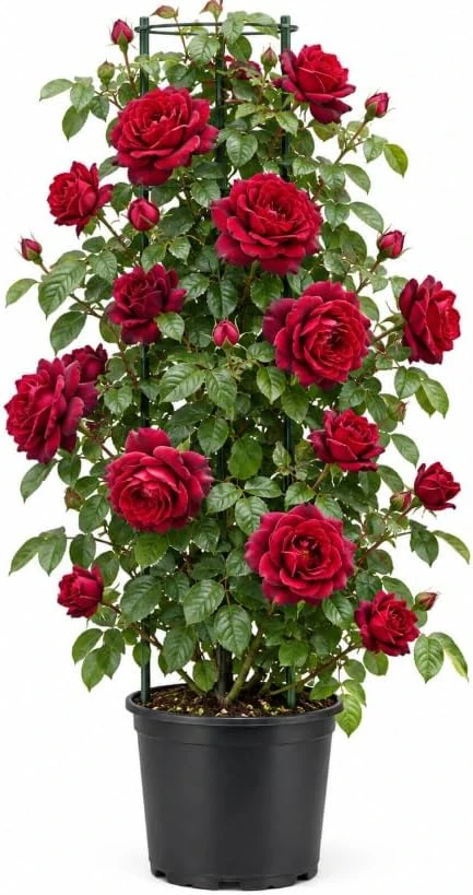 Deep Red Rose Live Plant - 4-7 Inches, Fragrant Reblooming Bush, Outdoor - Image 1