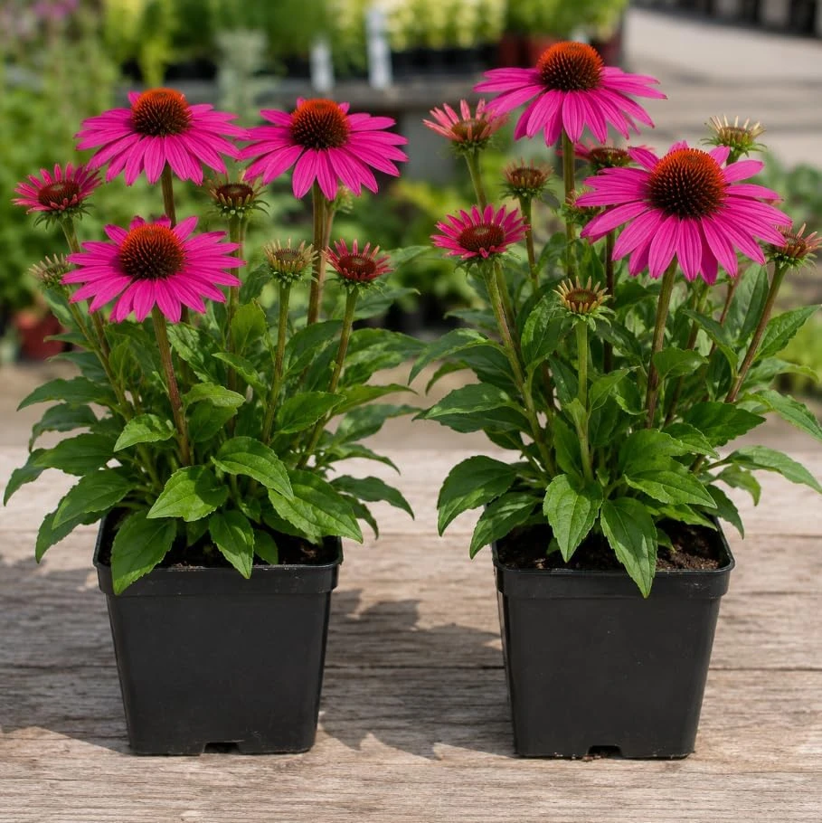 Deep Rose Purple Coneflower Live Plant - Wildberry Perennial - 6 Inch Tall - Image 1