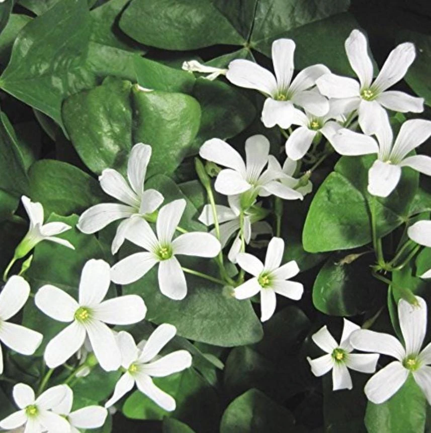 Deep Shade Oxalis Shamrock Live Plant – 4" Pot – Shade-Loving Groundcover - Image 1