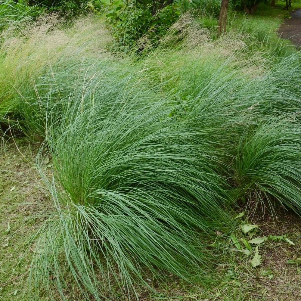 Deer Muhly Grass Live Plant – 1 Gallon Pot, Muhlenbergia rigens, Outdoor - Image 1