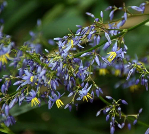 Dianella brevipedunculata Blue Flax Lily Seeds - 10 Perennial Seeds - Image 2