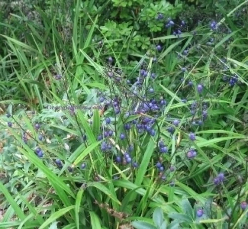 Dianella brevipedunculata Blue Flax Lily Seeds - 10 Perennial Seeds - Image 3