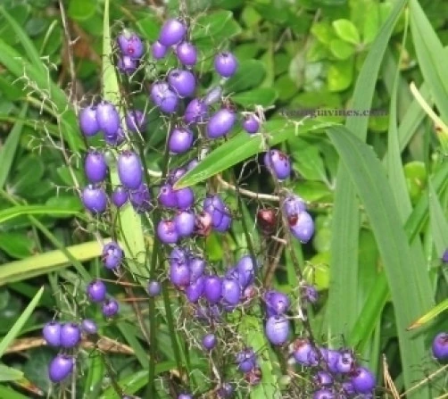 Dianella brevipedunculata Blue Flax Lily Seeds - 10 Perennial Seeds - Image 1