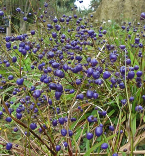 Dianella Nigra New Zealand Blueberry Seeds - 10 Seeds Pack - Image 1