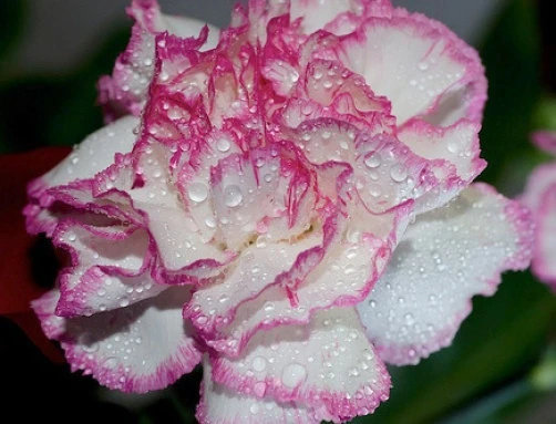 Dianthus caryophyllus Raspberry Ripple Seeds - 10 Perennial Flower Seeds - Image 1