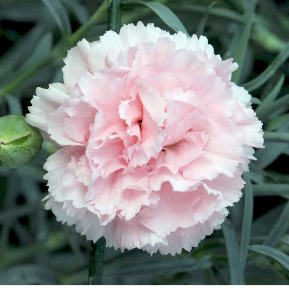 Dianthus Chabaud La France Carnation Seeds - 10 Seed Pack - Image 1