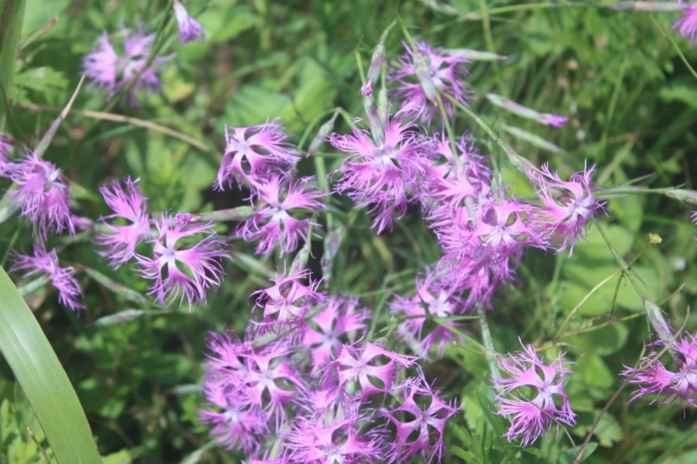 Dianthus Lacy Spooky Seeds - Fragrant Perennial Flower Seeds - 20 Count - Image 1