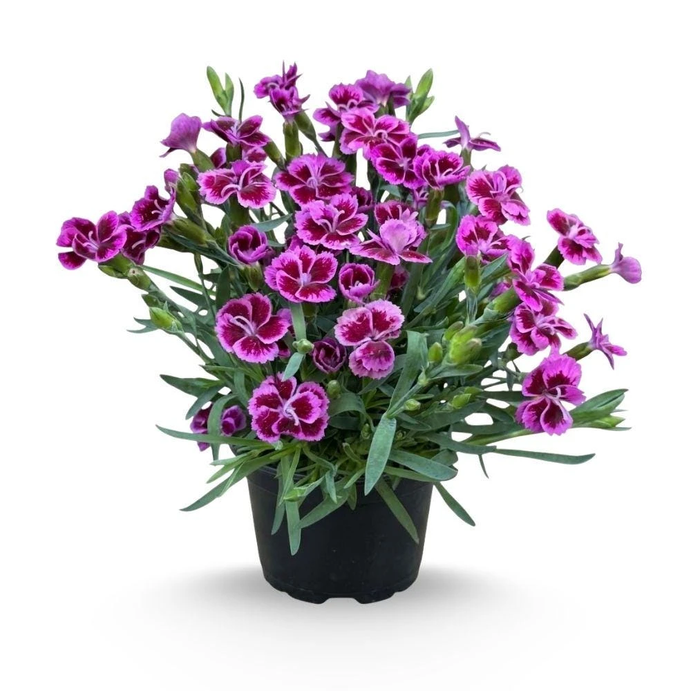 Dianthus Pink Purple Live Plant - 4 Inch Pot, Outdoor Flower Plant, 1 Plant - Image 1