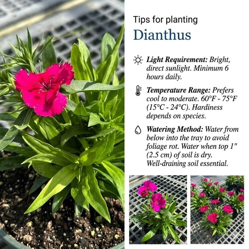 Dianthus Pink Red Live Plant - 4 Inch Pot Outdoor Flower for Containers or Beds - Image 2