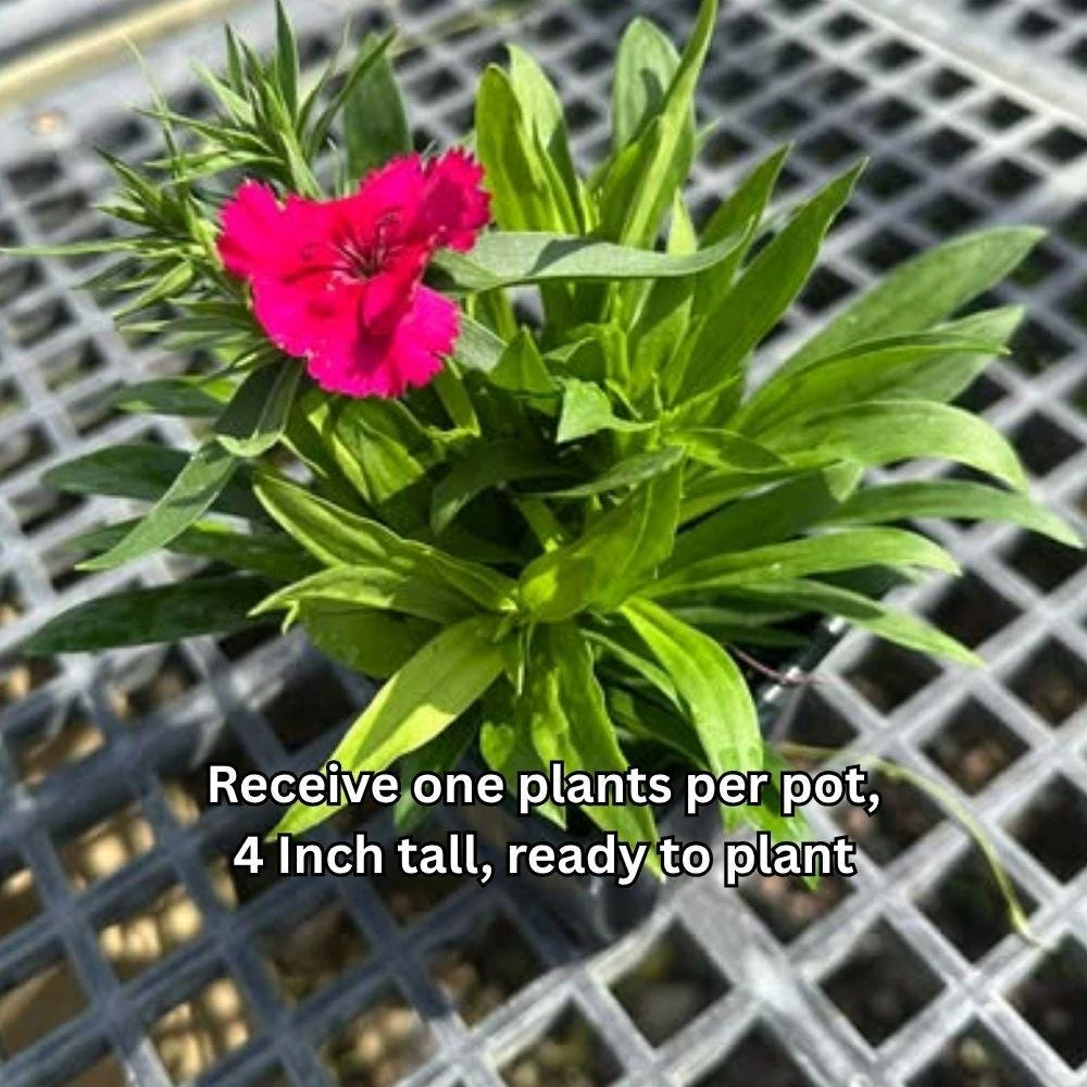 Dianthus Pink Red Live Plant - 4 Inch Pot Outdoor Flower for Containers or Beds - Image 3
