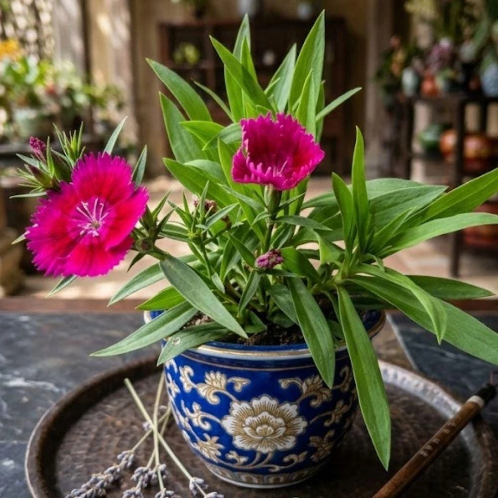 Dianthus Pink Red Live Plant - 4 Inch Pot Outdoor Flower for Containers or Beds - Image 4