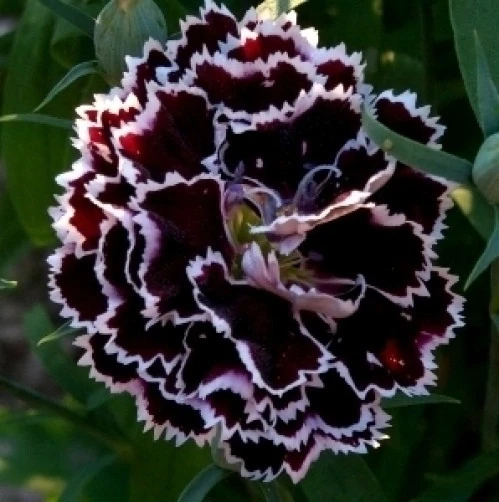 Dianthus plumarius Velvet n Lace Seeds - 20 Count Perennial Flower Seeds - Image 2