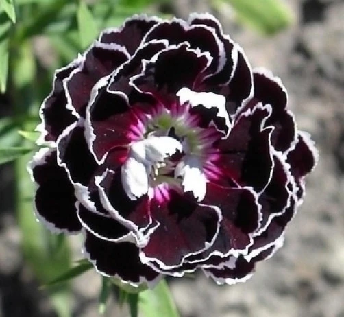 Dianthus plumarius Velvet n Lace Seeds - 20 Count Perennial Flower Seeds - Image 1