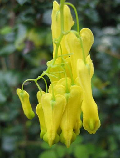 Dicentra scandens Golden Tears Bleeding Heart Seeds - 10 Pack Perennial - Image 1