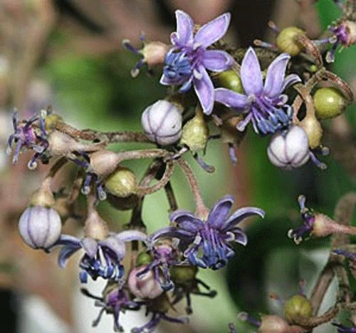 Dichroa febrifuga Blue Evergreen Hydrangea Seeds - 10 Seeds - Image 2