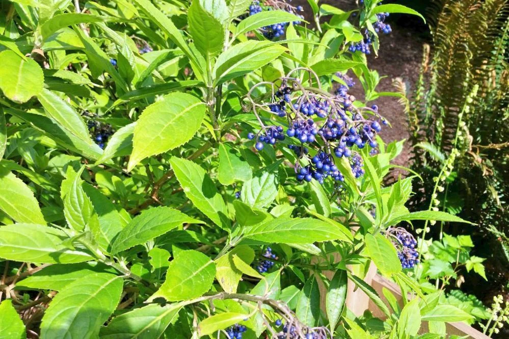 Dichroa febrifuga Blue Evergreen Hydrangea Seeds - 10 Seeds - Image 1