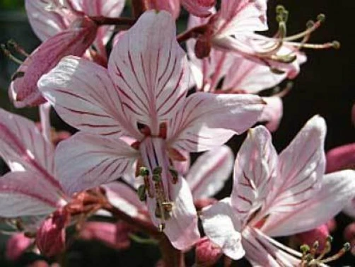 Dictamnus albus var. rubra Seeds - Burning Bush Seeds 10 Count for Outdoor Gardens - Image 1