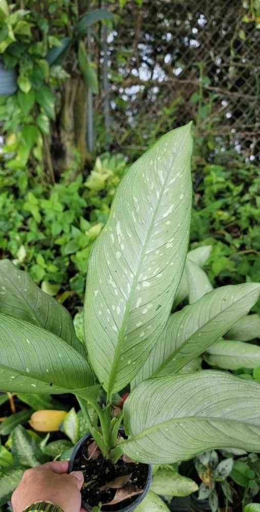 Dieffenbachia Tiki Live Plant - 4" Pot Dumb Cane Houseplant, Green Multicolor, Indoor/Outdoor - Image 1